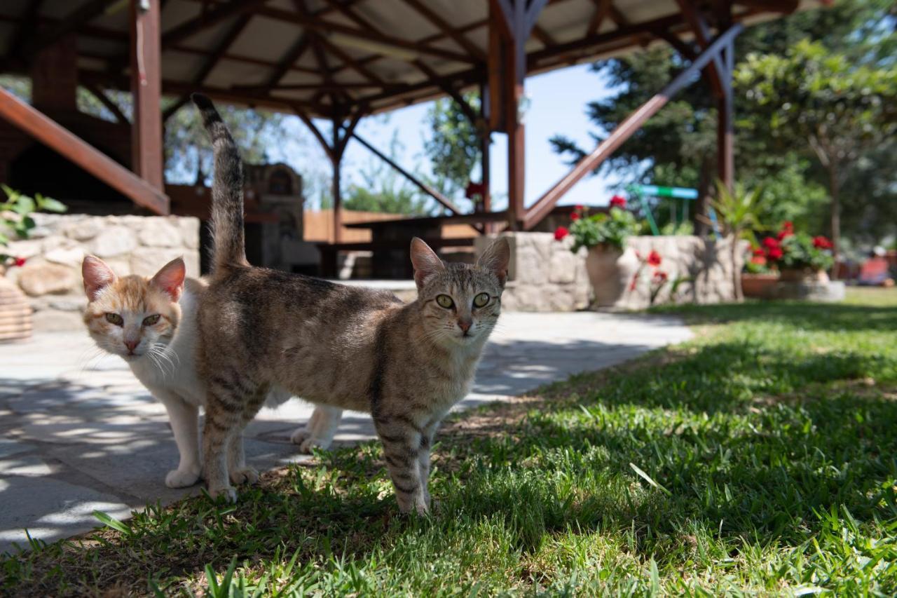 Villa Tsitreli Sykia Chalkidikis Bagian luar foto