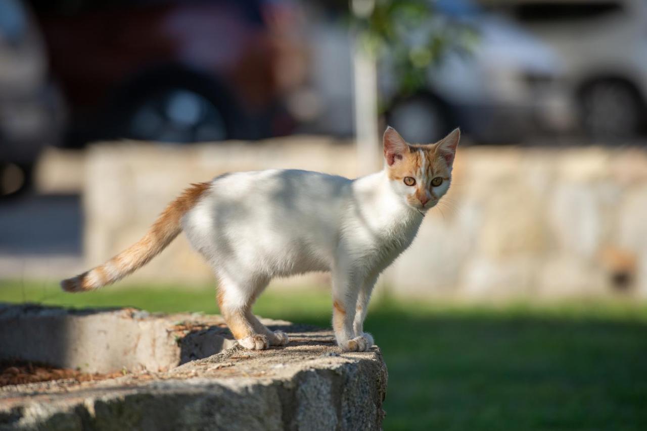 Villa Tsitreli Sykia Chalkidikis Bagian luar foto